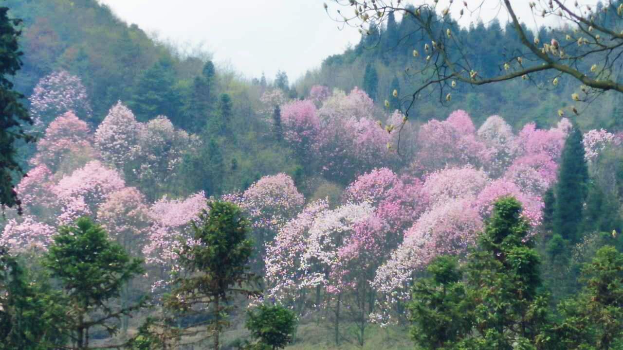 北川县哪个地方可以看花(北川县哪个地方可以看花草)