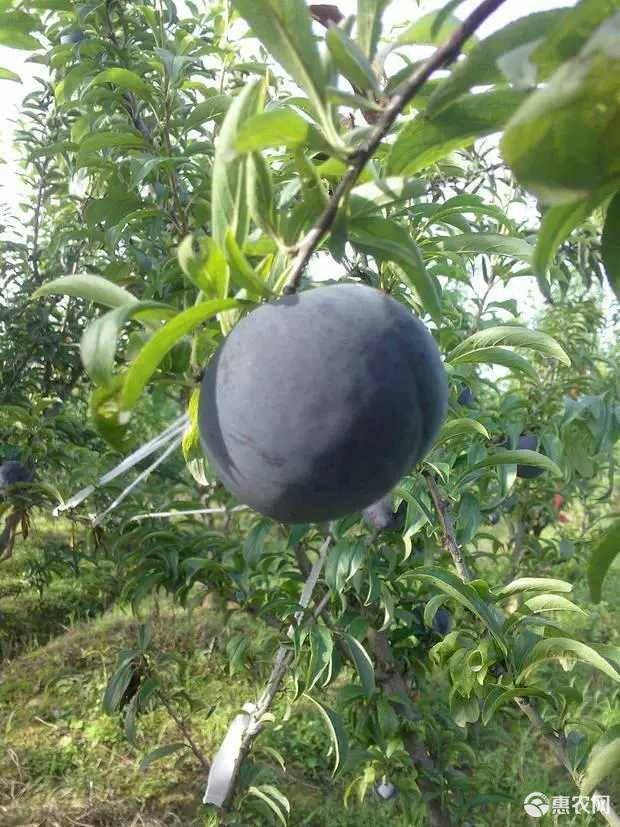 黑布林哪里可以种(黑布林种植方法和气候条件)
