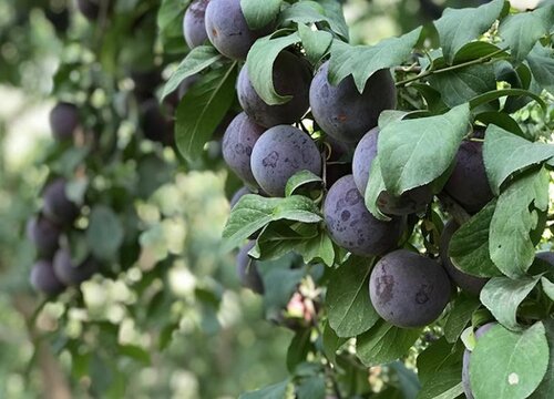 黑布林哪里可以种(黑布林种植方法和气候条件)