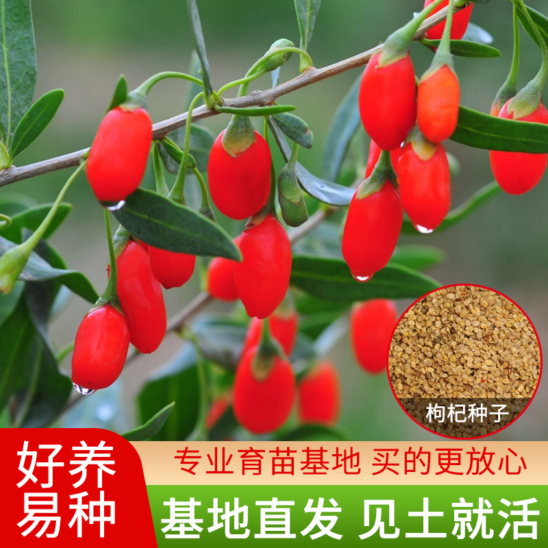 哪里可以买到枸杞种子(哪里可以买到真正的空姐穿过丝袜)