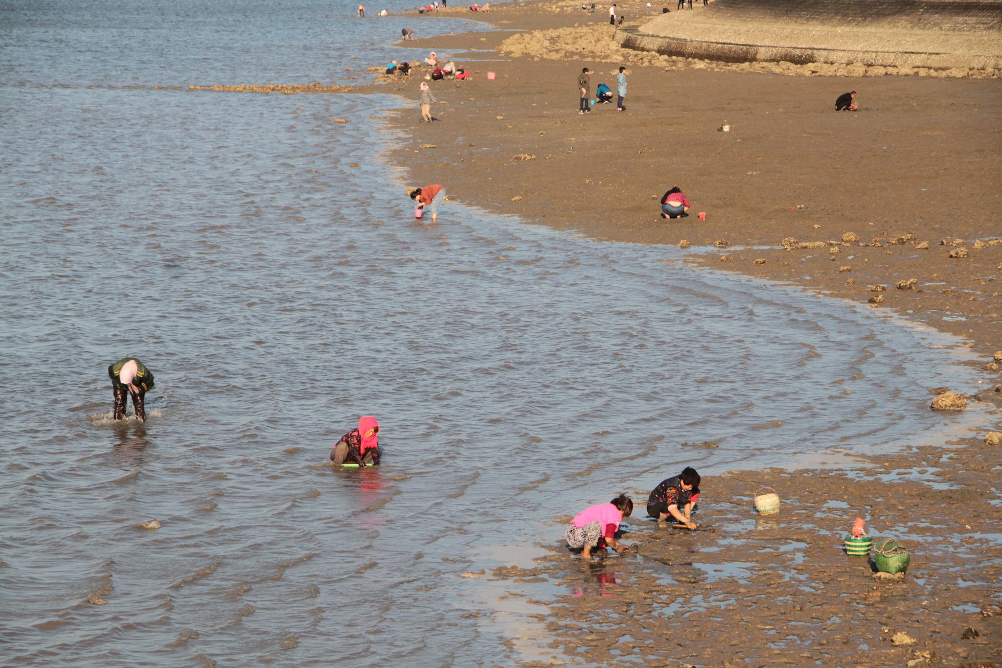岛内哪个地方可以赶海(岛内哪个地方可以赶海捡海鲜)