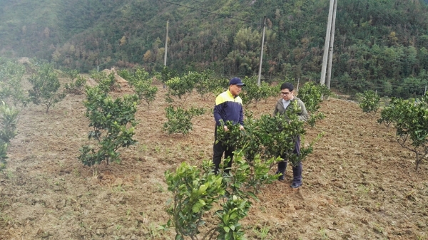 苍南哪个地方可以摘橘子(苍南哪个地方可以摘橘子吃)