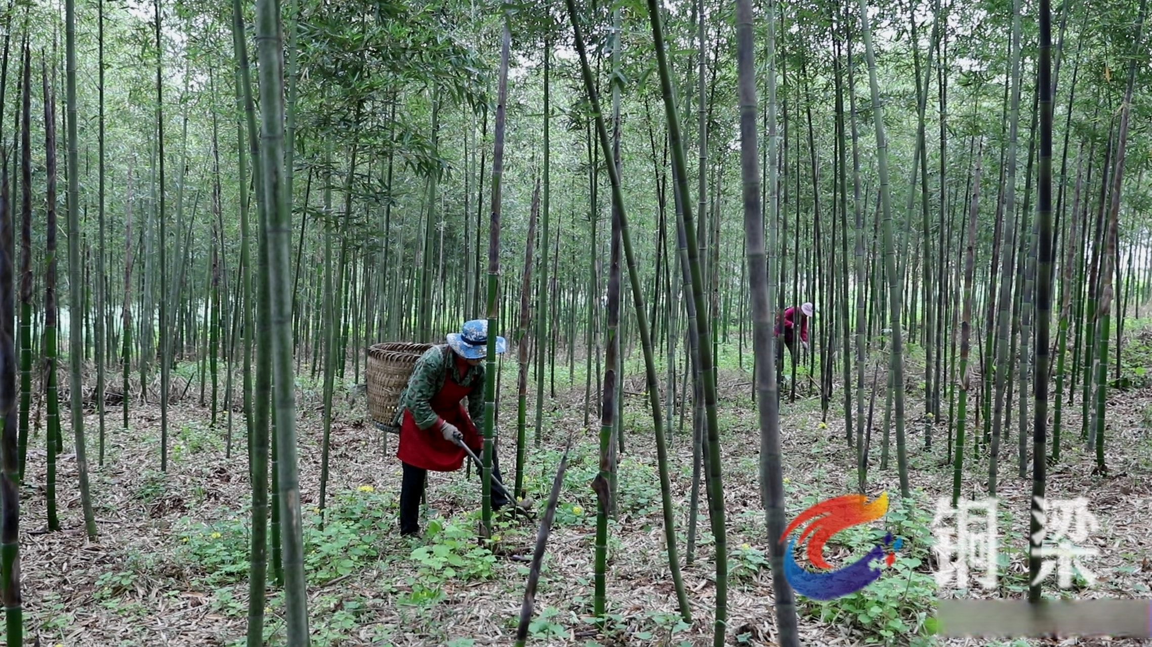 竹笋哪个地方可以采收(竹笋哪个地方可以采收种子)