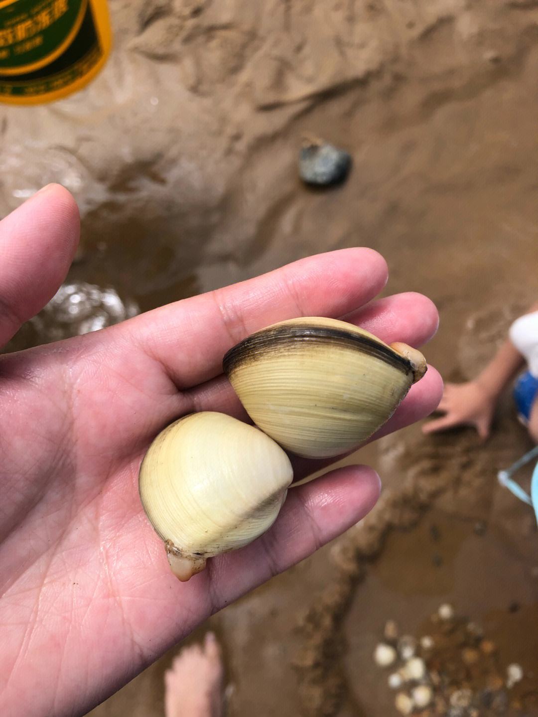 青岛即墨哪个地方可以赶海(青岛即墨哪个地方可以赶海捡海鲜)