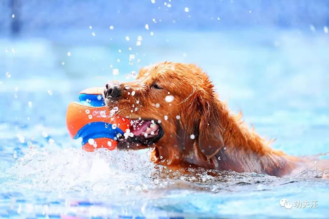 南京哪里可以带狗游泳(南京哪里可以带狗游泳的)