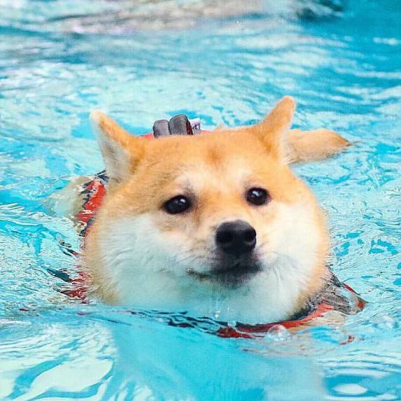 南京哪里可以带狗游泳(南京哪里可以带狗游泳的)