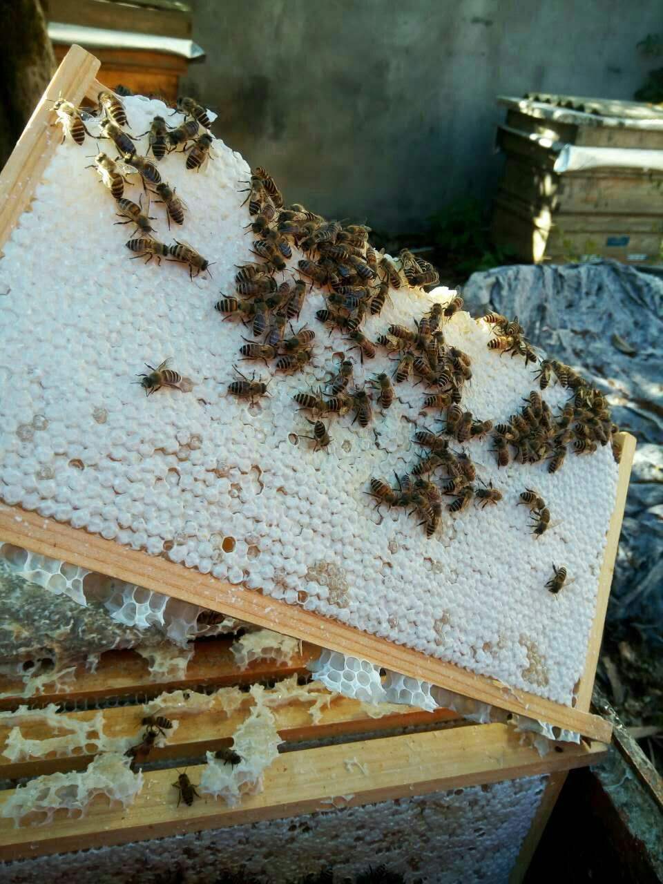 哪里可以学养蜂(我想去学养蜂哪里可以培训)