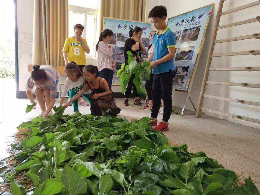 哪个地方可以捉蚕(蚕在哪里抓视频教学)