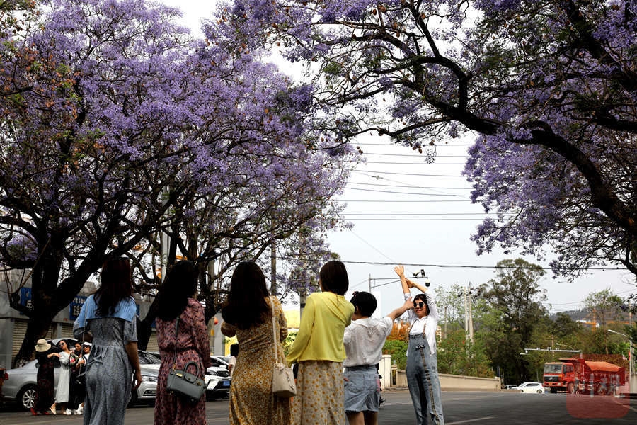 成都哪里可以看蓝花楹(成都的蓝花楹哪里多何时开)