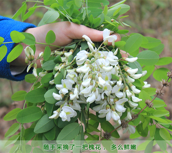 即墨哪个地方可以摘槐花(即墨哪个地方可以摘槐花树)