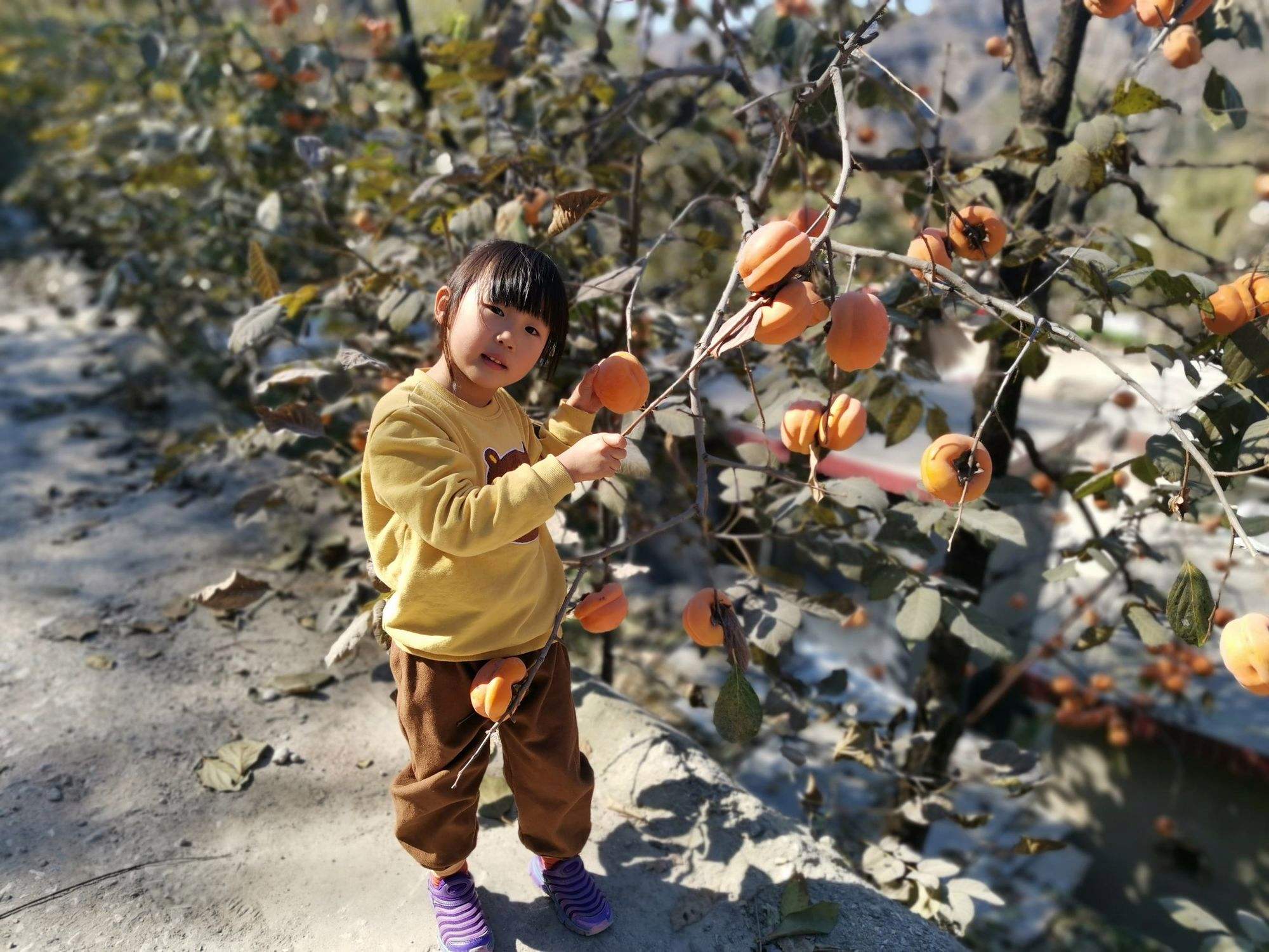 哪个地方可以摘柿子(哪个地方可以摘柿子吃)