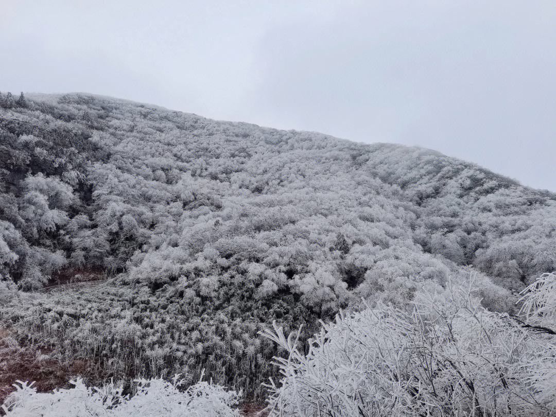 新都哪个地方可以看雪(新都哪个地方可以看雪景好)