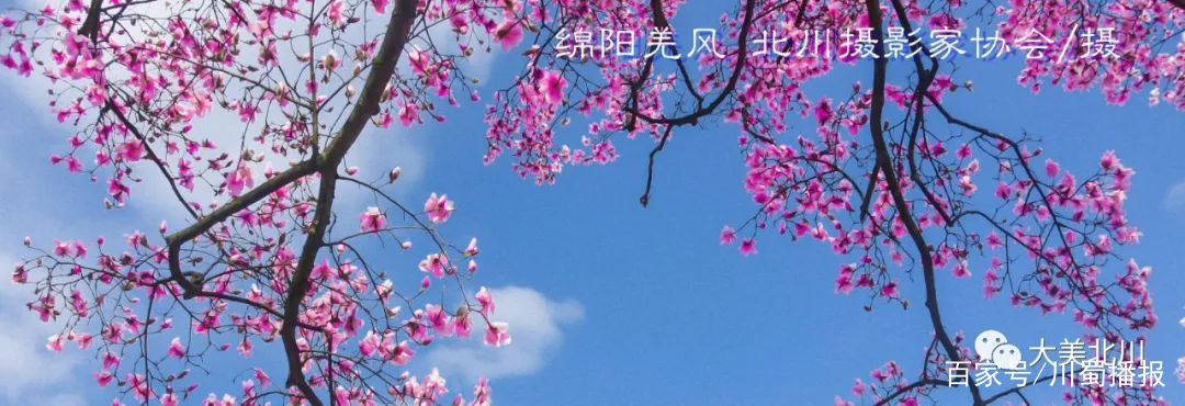 绵阳哪个地方可以看花(绵阳哪个地方可以看花海)