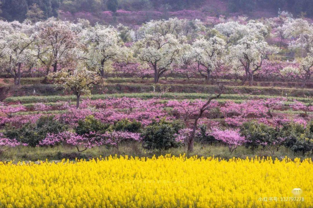 广汉哪个地方可以看花(广汉哪个地方可以看花海)