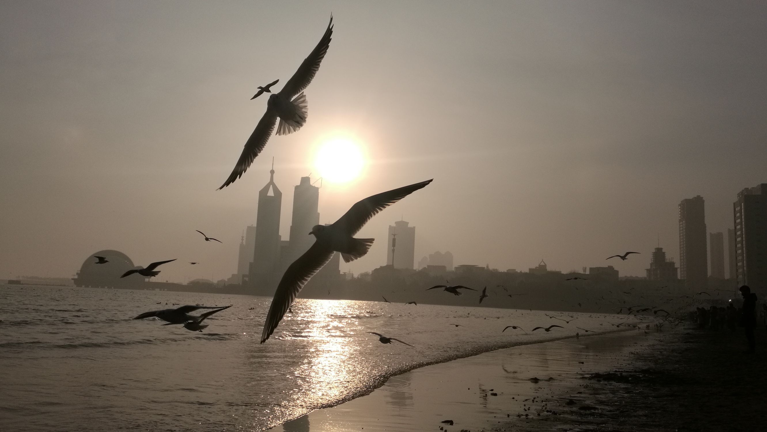 漳州哪个地方可以看海鸥(漳州哪个地方可以看海鸥的)