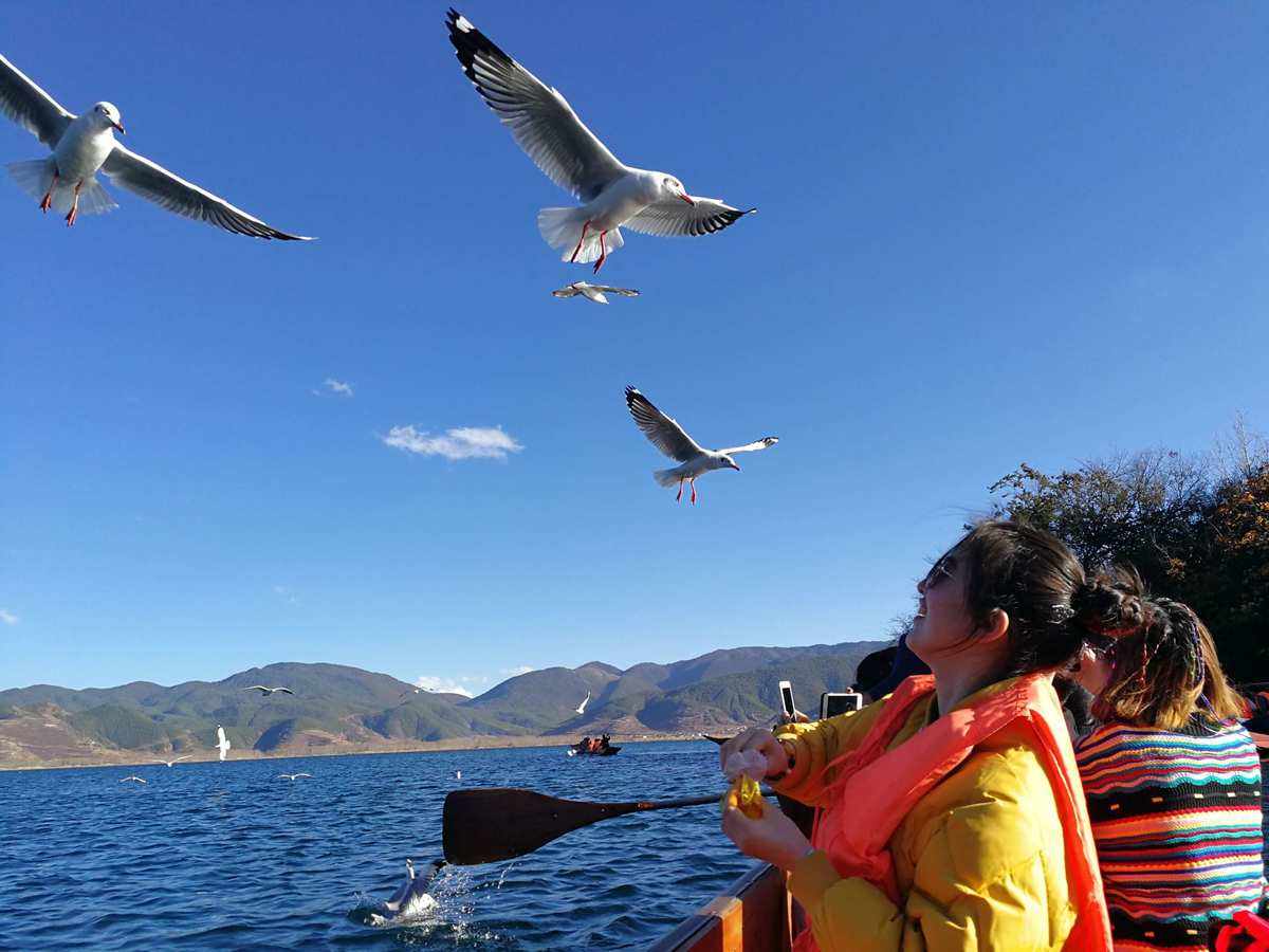 漳州哪个地方可以看海鸥(漳州哪个地方可以看海鸥的)