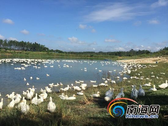在哪个地方可以养鸡养鸭(在哪个地方可以养鸡养鸭呢)