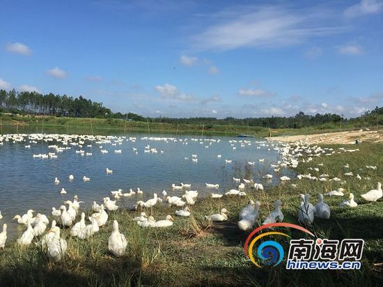 在哪个地方可以养鸡养鸭(在哪个地方可以养鸡养鸭呢)