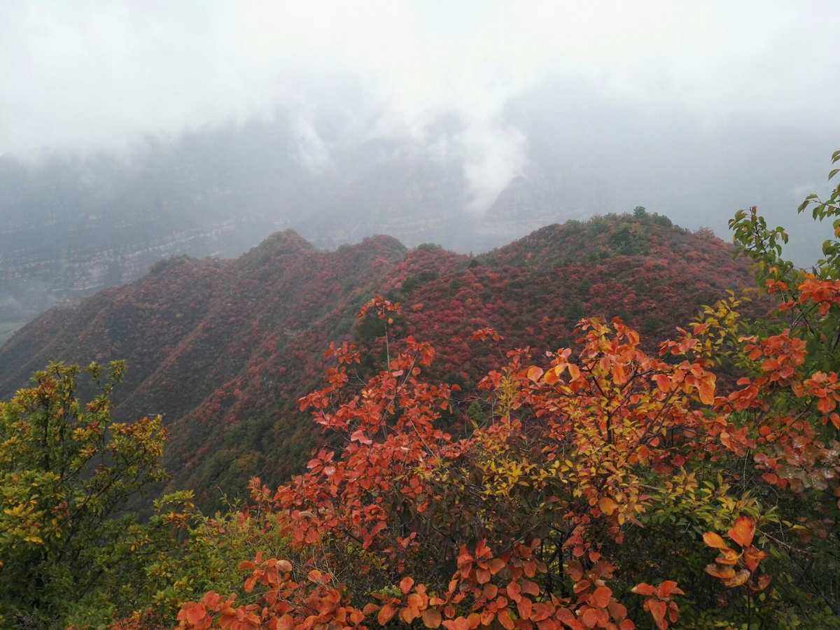 山西哪个地方可以看红叶(山西哪个地方可以看红叶子)