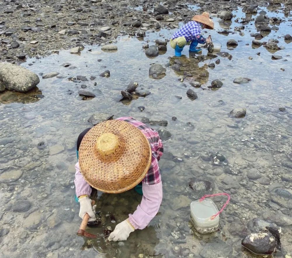 东营哪个地方可以赶海(东营哪个地方赶海可以捡海螺的)