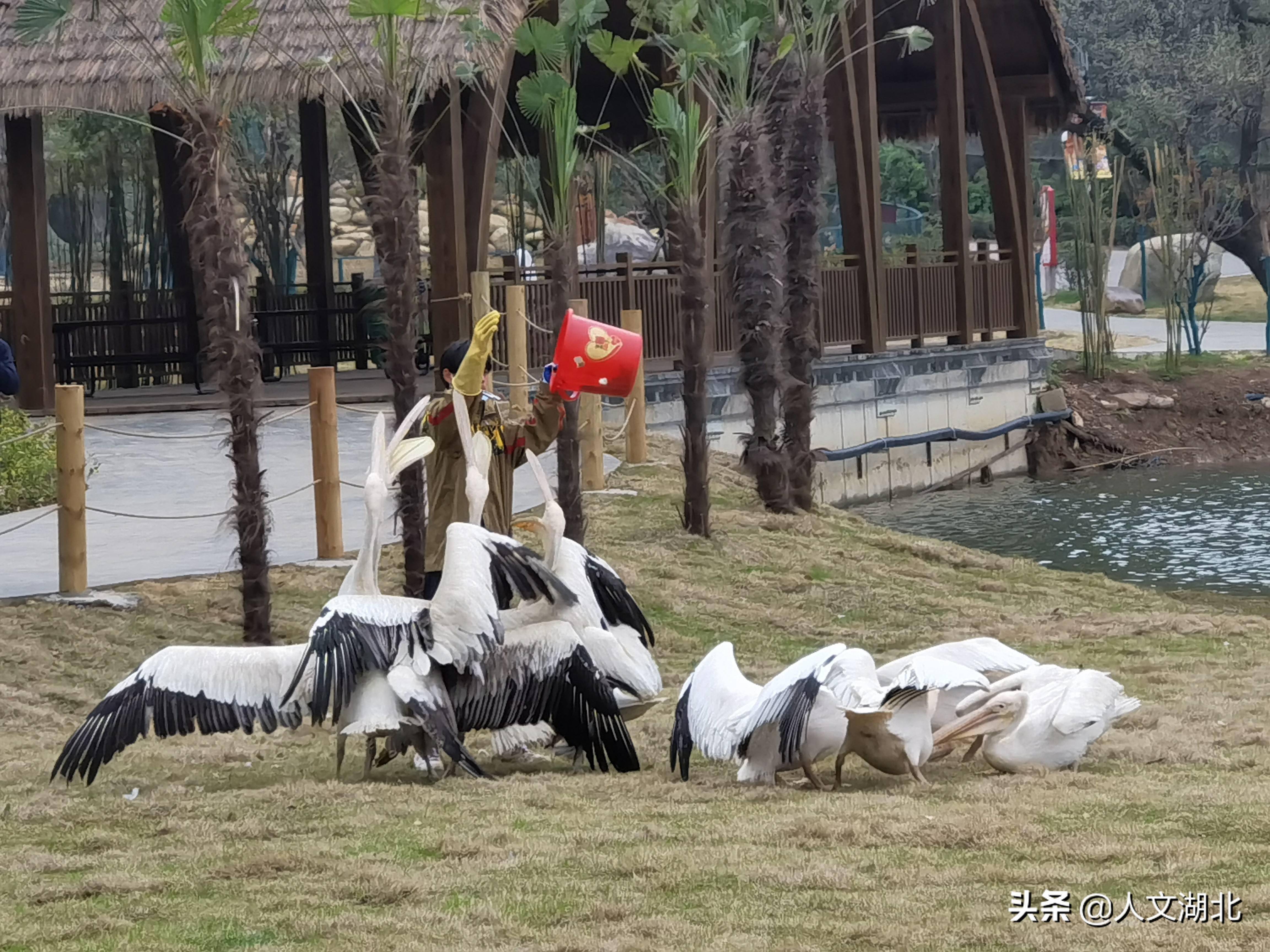 武汉哪个地方可以买动物(武汉哪个地方可以买动物奶油)