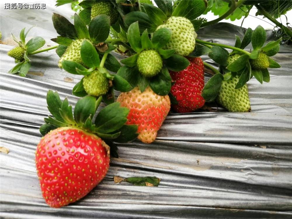 温州哪个地方可以摘草莓(温州哪个地方可以摘草莓的)