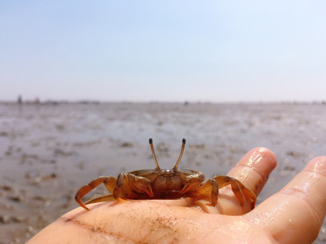 哪个地方可以自由赶海(哪个地方可以自由赶海旅游)