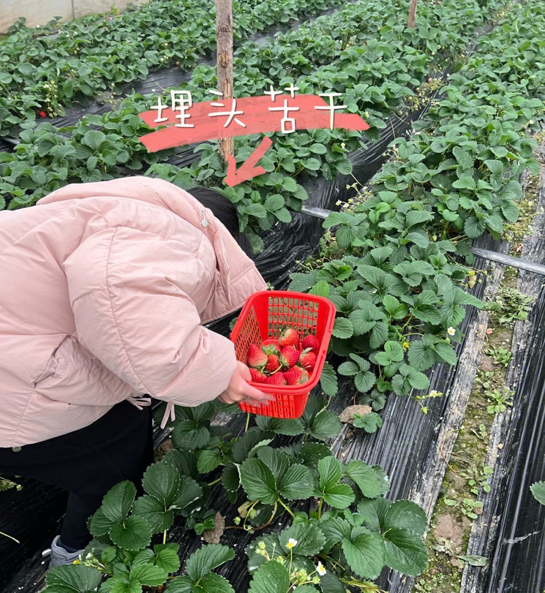 都匀哪个地方可以摘草莓(都匀哪个地方可以摘草莓的)